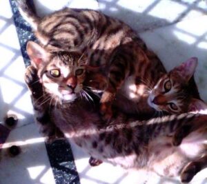 Cats