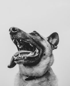 tongue tied