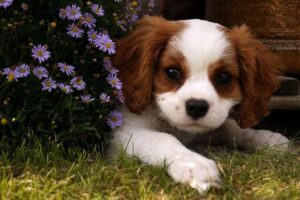 A cute Dog