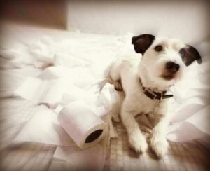 Picture of a White Dog