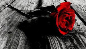 dark_rose_by_darkblade221-d3fa2xy