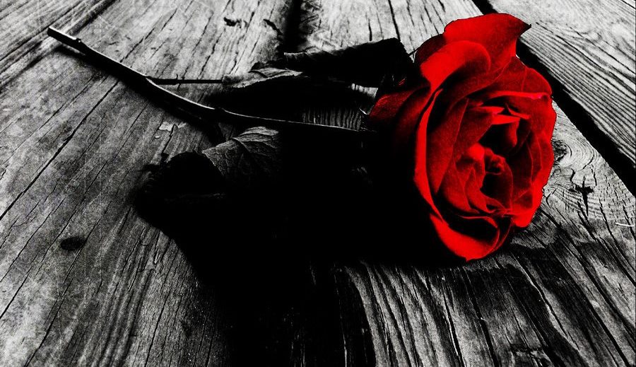 dark_rose_by_darkblade221-d3fa2xy