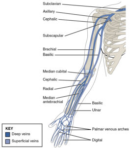 All the bones of upper limb are important as far as MBBS first year exams are concerned