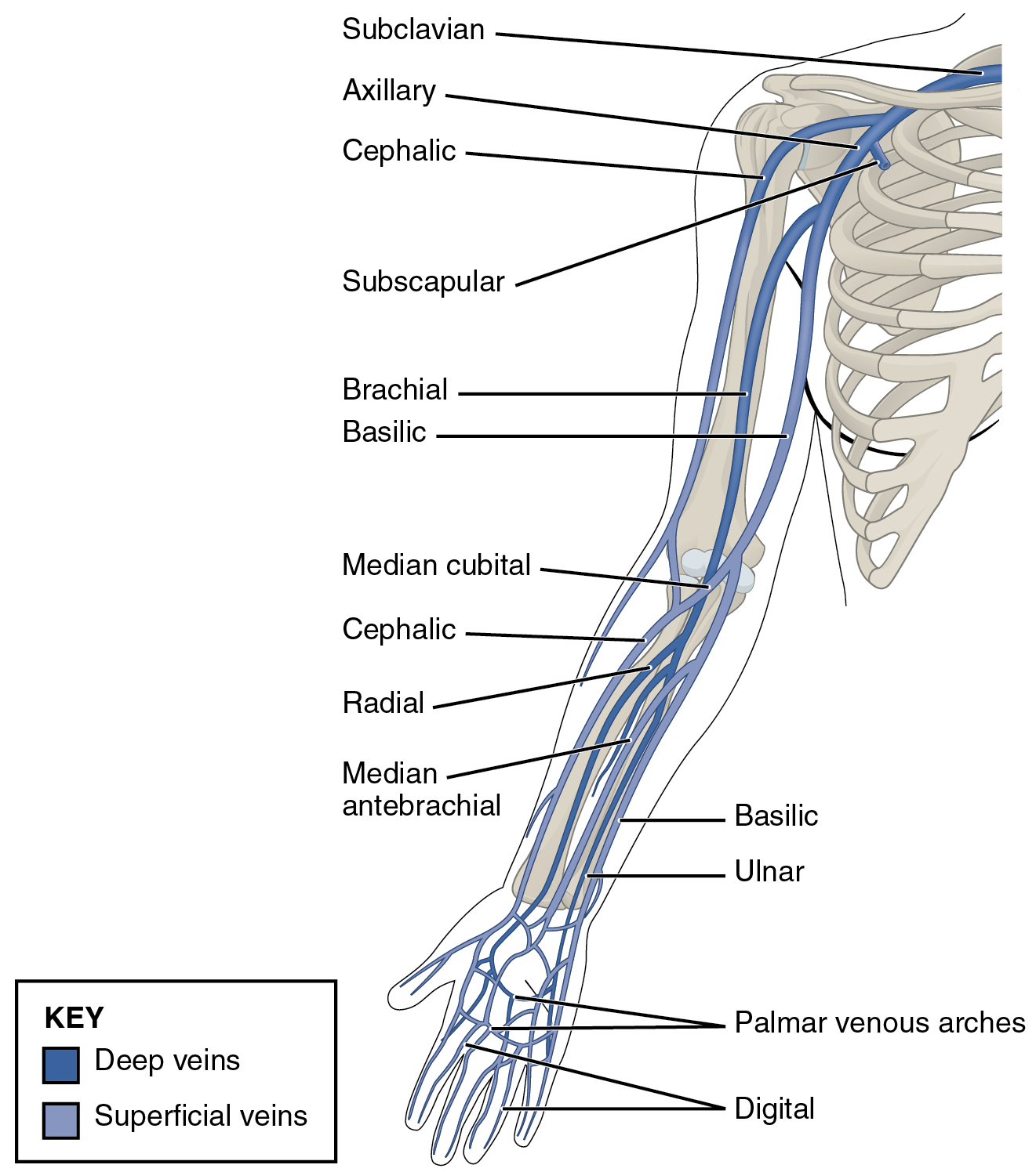 All the bones of upper limb are important as far as MBBS first year exams are concerned